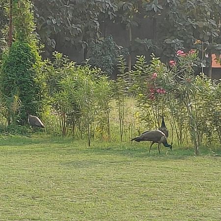 Nature Homestay Βαρανάσι Εξωτερικό φωτογραφία