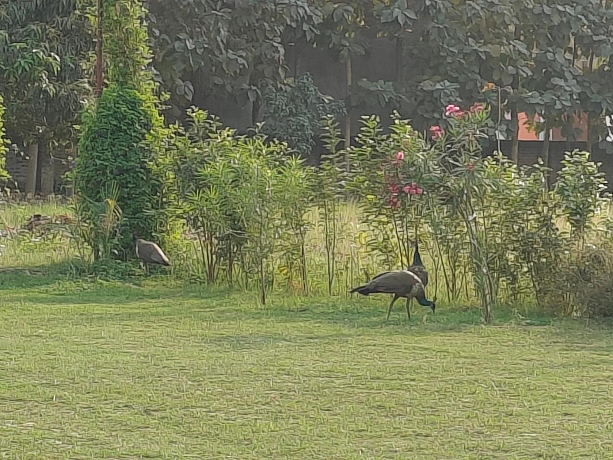 Nature Homestay Βαρανάσι Εξωτερικό φωτογραφία